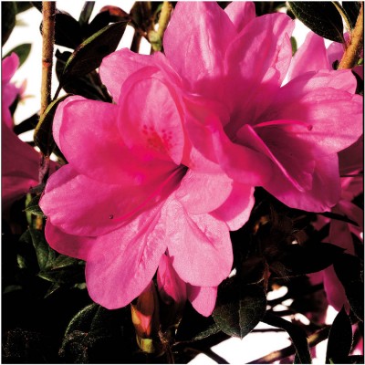 Encore Azalea Autumn Empress, Pink Semi-Double Blooms   554864351